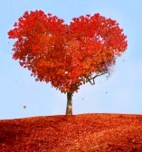 arbre de l`amour