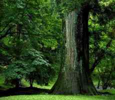 arbre généalogique et thérapies,constellations familales systémiques